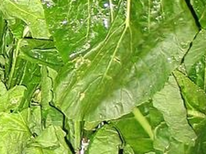 Greens - 1 qt Bag
