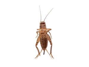 Large Crickets Dozen