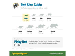 Live Rat - Pinky