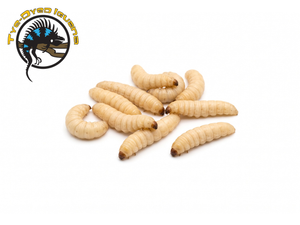 Waxworms 50 ct