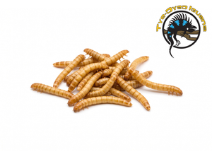 Standard Mealworms 50ct