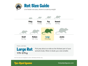 Live Rat - Large