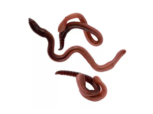 Red Wigglers 45-55 ct