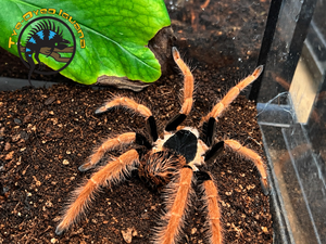 Colombian Giant Redleg (Large) - Megaphobema robustum
