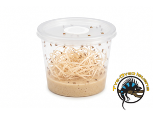 Fruit Fly Cup - "Hydei" - Drosophila hydei