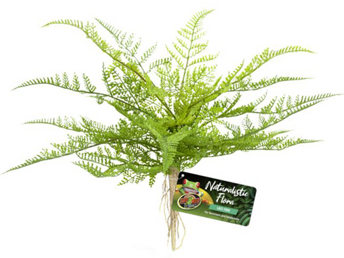 Naturalistic Flora – Lace Fern