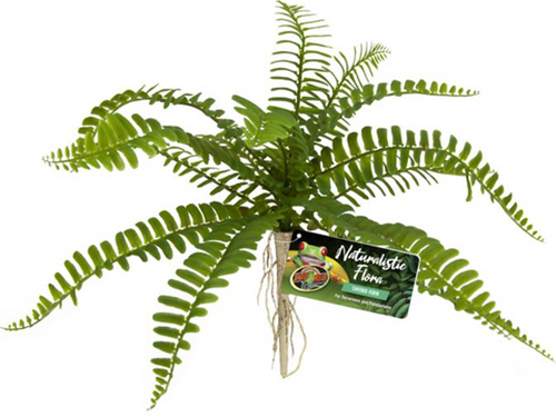 Sword Fern Sword Fern