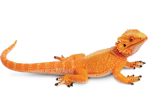 Toy - Bearded Dragon Toy - Bearded Dragon