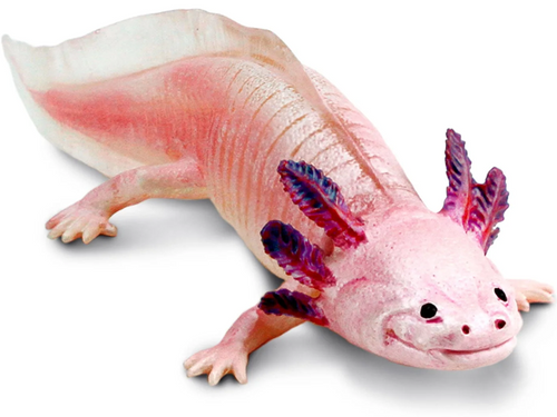 Toy - Axolotl Toy - Axolotl