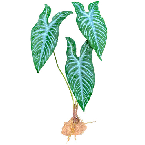 Caladium White Vein Standing Plant 18" - Komodo Caladium White Vein Standing Plant 18" - Komodo
