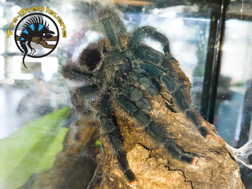 Metallic Pinktoe Tarantula - Avicularia metallica