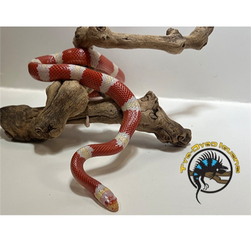 Honduran Milksnake (Albino) - Lampropeltis triangulum hondurensis