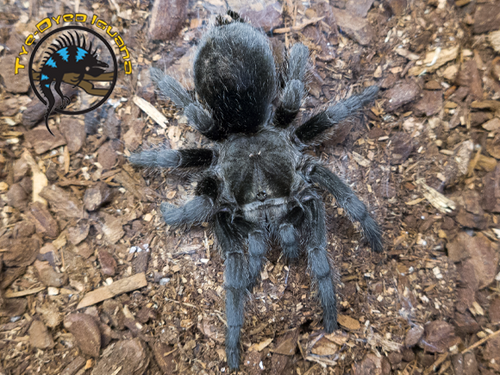 Brazilian Black Tarantula - Grammostola pulchra