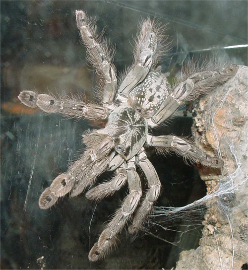 Ornamental Starburst Baboon Tarantula - Heteroscodra Maculata Ornamental Starburst Baboon Tarantula - Heteroscodra Maculata