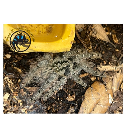 Ornamental Starburst Baboon Tarantula - Heteroscodra Maculata