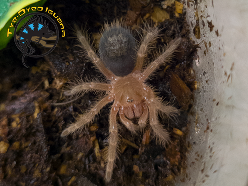 Chaco Golden Knee (Sling) - Grammostola pulchripes