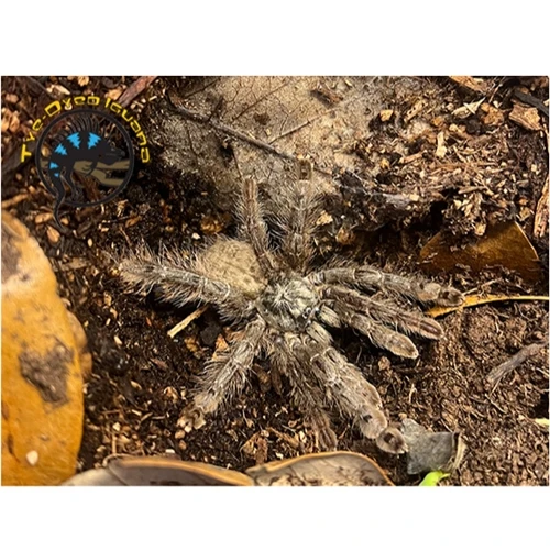 Feather Leg Baboon Tarantula - Stromatopelma calceatum