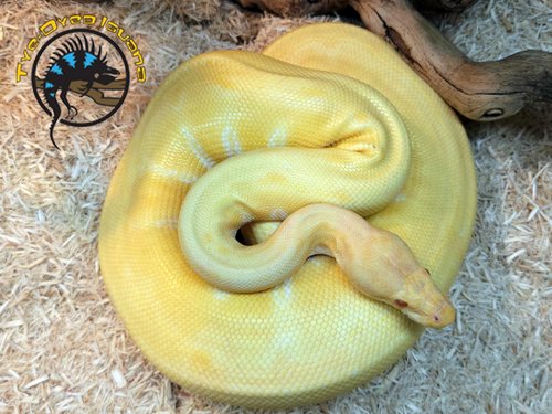 Ball Python Adult (Albino Pinstripe) - Python regius