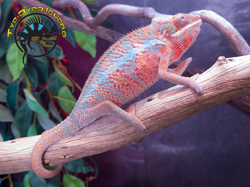 Panther Chameleon (Mixed Locale) - Furcifer pardalis