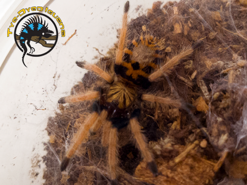 Greenbottle Blue Tarantula (Sling) - Chromatopelma cyaneopubescens