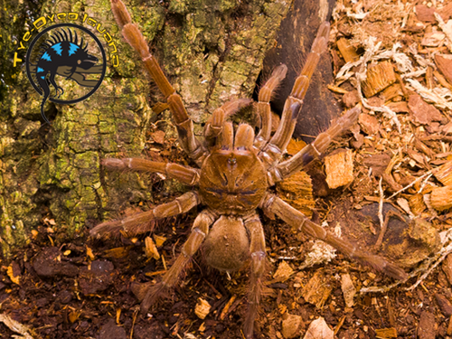 Burgundy Goliath Birdeater Tarantula (Jumbo) - Theraphosa stirmi