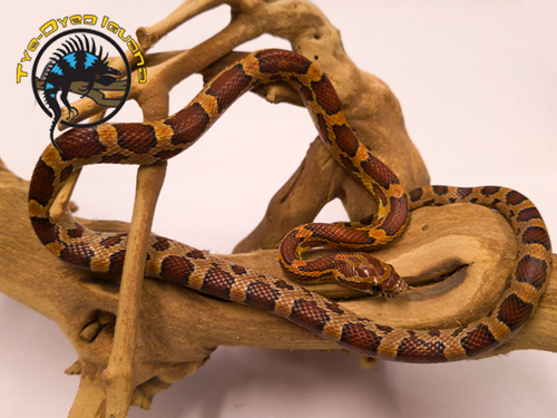 Corn Snake (Normal) Baby - Pantherophis guttatus