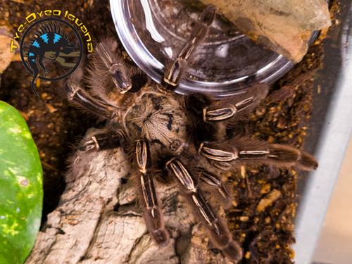 Skeleton Leg Tarantula - Ephebopus murinus