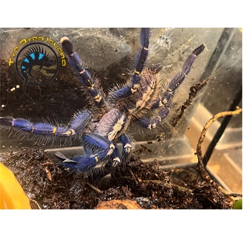 Gooty Sapphire Ornamental Tarantula - Poecilotheria metallica