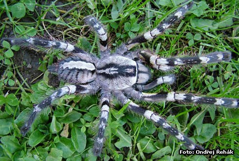 Indian Ornamental Tarantula (Sling) - Poecilotheria regalis