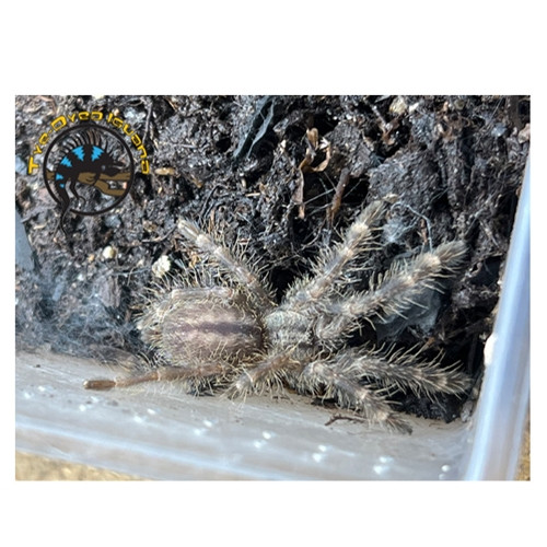 Indian Ornamental Tarantula (Sling) - Poecilotheria regalis