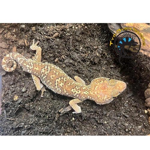 Panther Gecko - Paroedura pictus