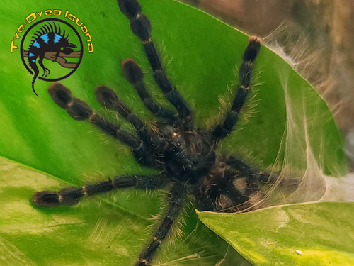 Versicolor Pink Toe Tarantula - Avicularia versicolor