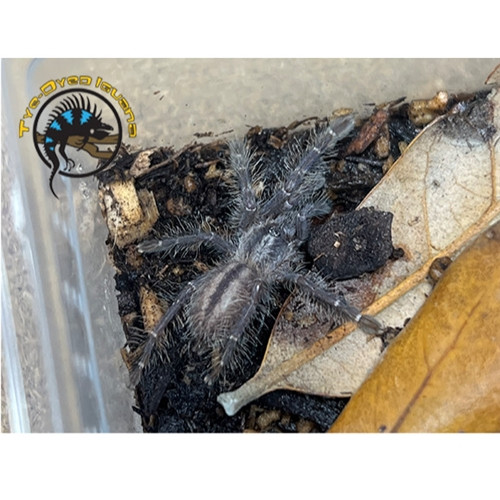 Gooty Sapphire Ornamental Tarantula (Sling) - Poecilotheria metallica
