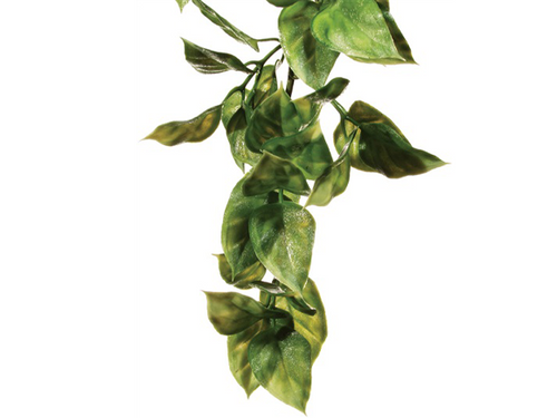 Plant Amapallo Medium - Exo Terra Plant Amapallo Medium - Exo Terra