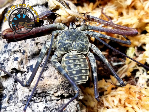 Tanzanian Tailless Whip Scorpion - Amblypygi spp.