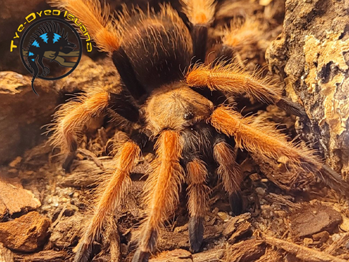 Mexican Fireleg - Brachypelma boehmei