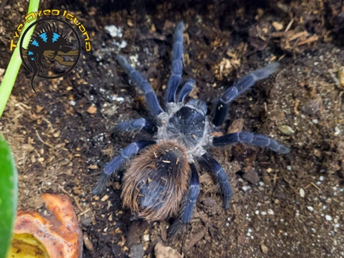 Brazilian Blue Tarantula - Lasiocyano sazimai