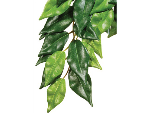 Plant Ficus Medium - Exo Terra Plant Ficus Medium - Exo Terra