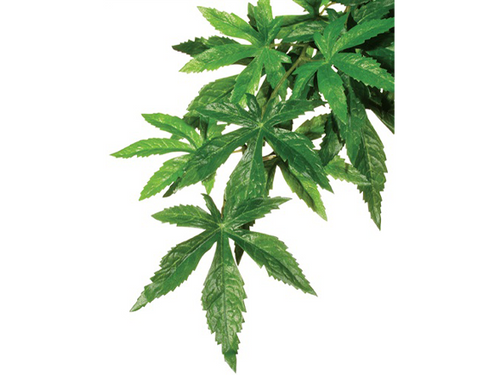 Plant Abutilon Large - Exo Terra Plant Abutilon Large - Exo Terra