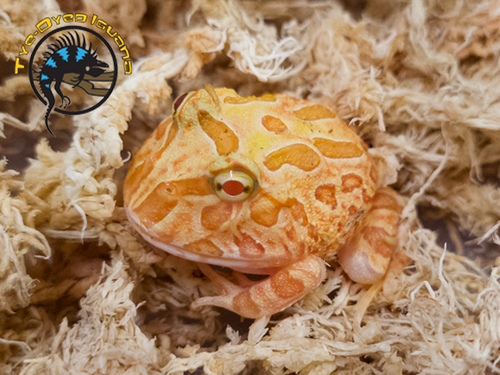 Pacman Frog (Strawberry) - Ceratophrys cranwelli Pacman Frog (Strawberry) - Ceratophrys cranwelli