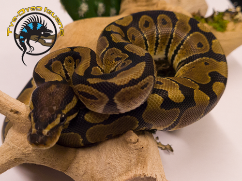 Ball Python (Baby) - Python regius