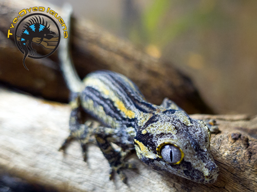 Gargoyle Gecko - Rhacodactylus auriculatus