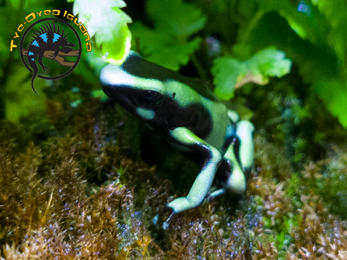 Green and Black Auratus Dart Frog - Dendrobates auratus