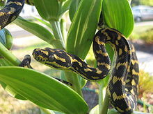 Jungle Carpet Python - Morelia spilota