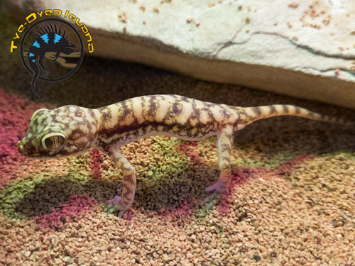 Dune Gecko - Stenodactylus petrii