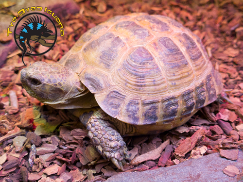 Russian Tortoise - Testudo horsfieldi