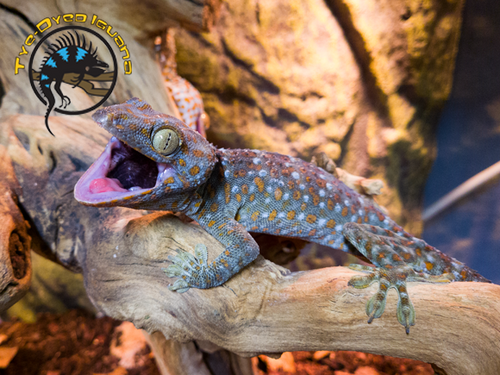 Tokay Gecko - Gekko gecko