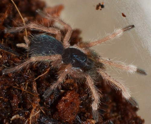 Trinidad Olive Tarantula (Sling) - Neoholothele incei Trinidad Olive Tarantula (Sling) - Neoholothele incei