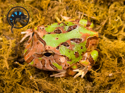 Pacman Frog (Fantasy) - Ceratophrys hybrid