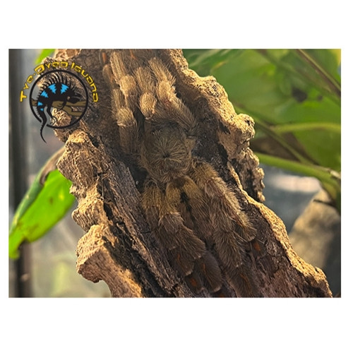 Trinidad Chevron Tarantula - Psalmopoeus cambridgei